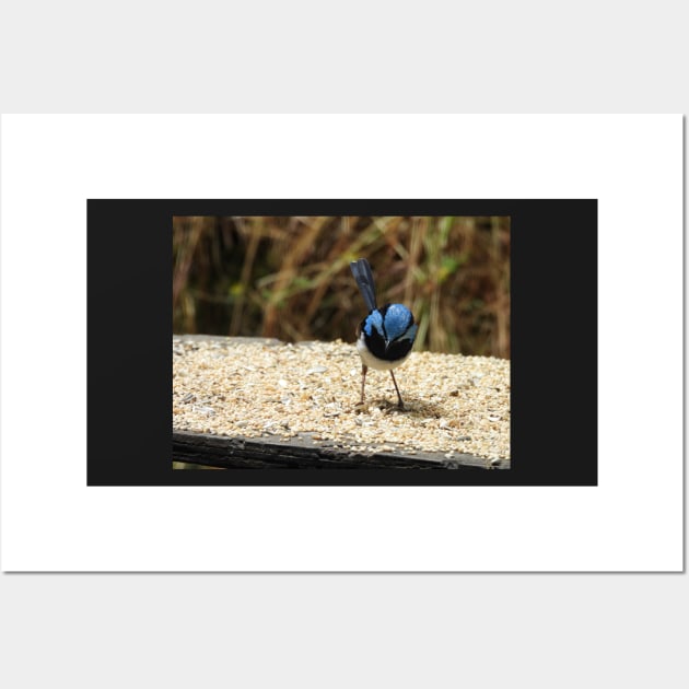 Superb Fairy Wren in Norton Summit 2 Wall Art by claire-l-page